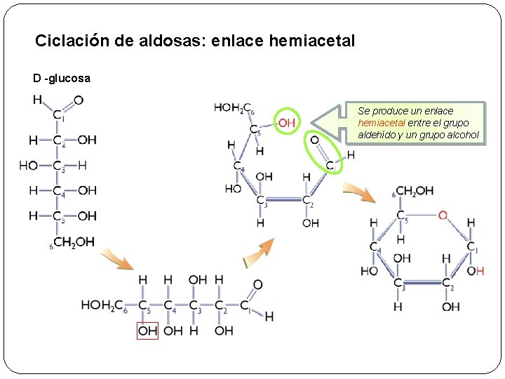 Ciclación de aldosas: enlace hemiacetal D -glucosa Se produce un enlace hemiacetal entre el