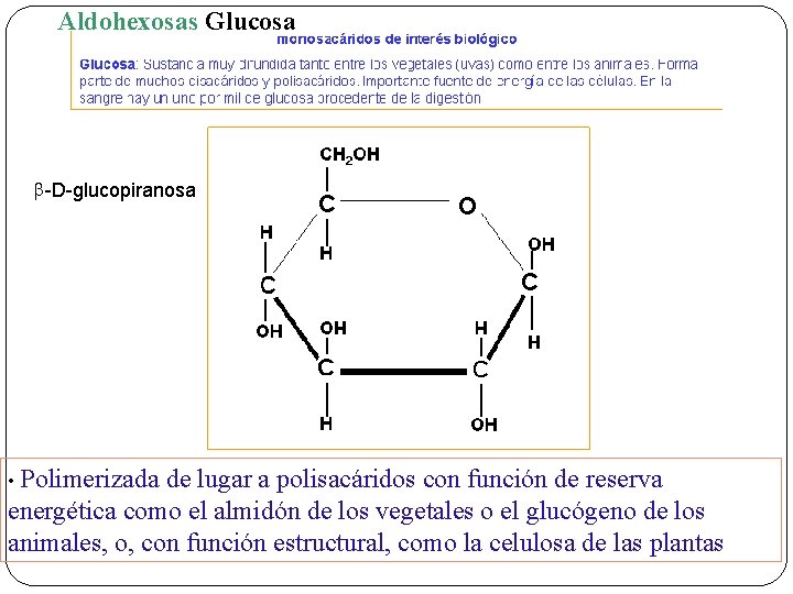Aldohexosas Glucosa b -D-glucopiranosa • Polimerizada de lugar a polisacáridos con función de reserva
