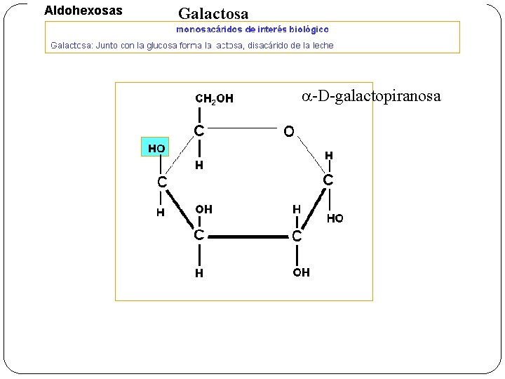 Aldohexosas Galactosa a-D-galactopiranosa 
