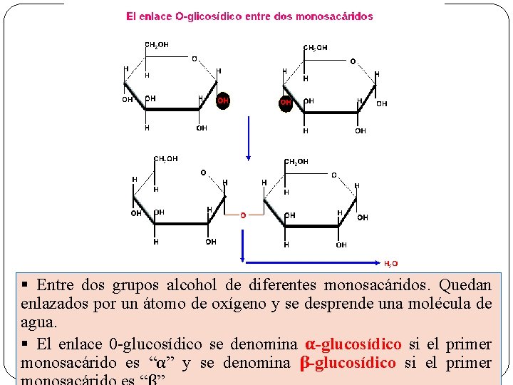 § Entre dos grupos alcohol de diferentes monosacáridos. Quedan enlazados por un átomo de