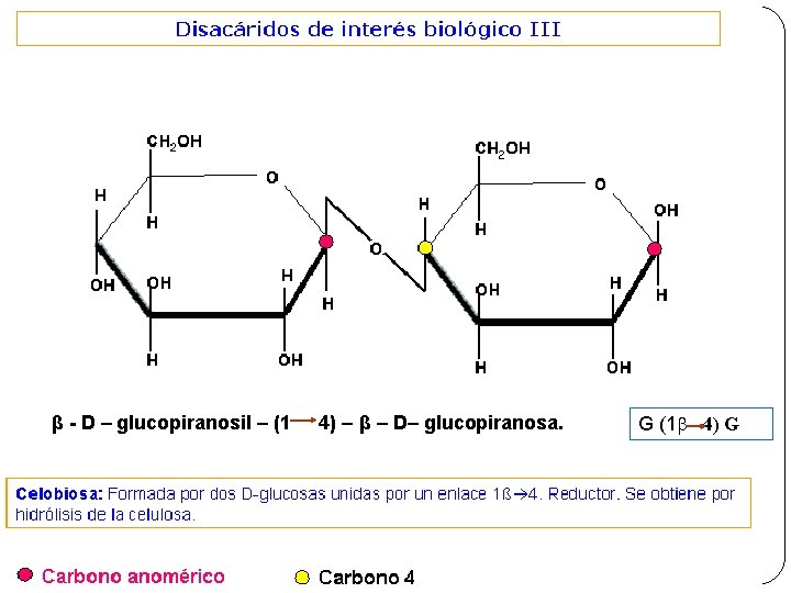 β - D – glucopiranosil – (1 4) – β – D– glucopiranosa. G