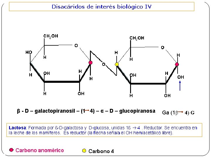 β - D – galactopiranosil – (1 4) – α – D – glucopiranosa