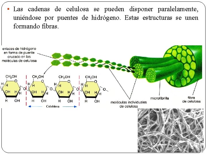 § Las cadenas de celulosa se pueden disponer paralelamente, uniéndose por puentes de hidrógeno.