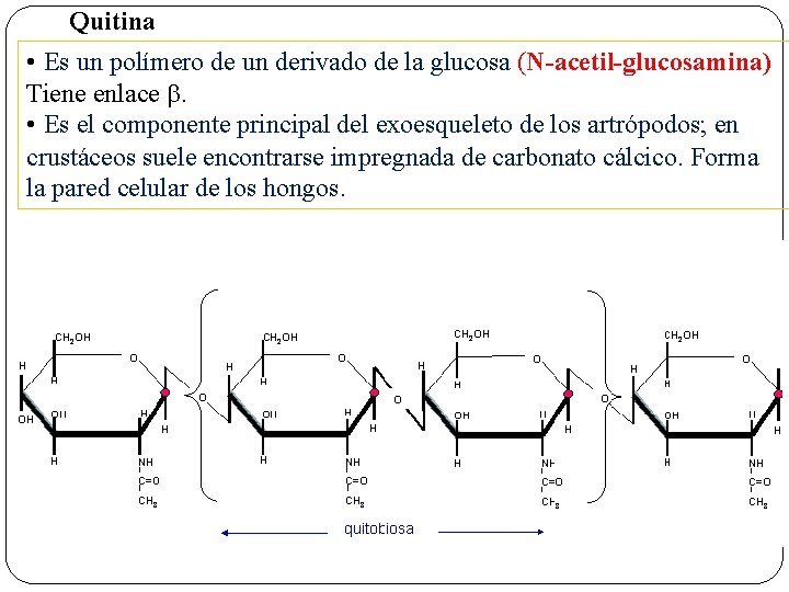 Quitina • Es un polímero de un derivado de la glucosa (N-acetil-glucosamina) Tiene enlace