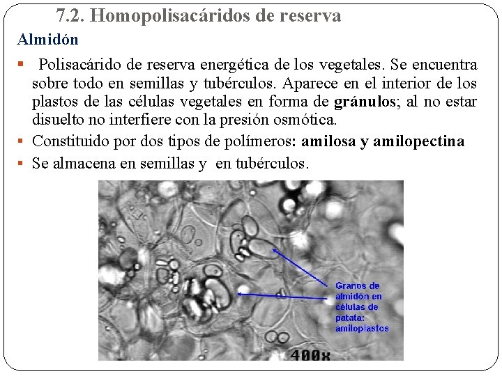 7. 2. Homopolisacáridos de reserva Almidón § Polisacárido de reserva energética de los vegetales.