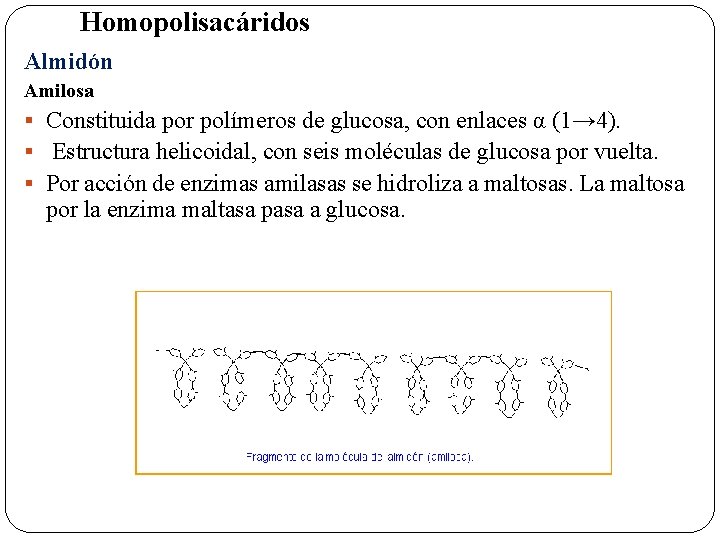 Homopolisacáridos Almidón Amilosa § Constituida por polímeros de glucosa, con enlaces α (1→ 4).