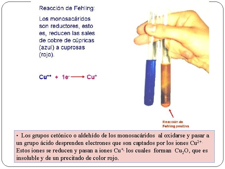  • Los grupos cetónico o aldehído de los monosacáridos al oxidarse y pasar