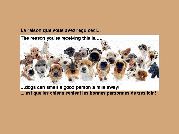 La raison que vous avez reçu ceci. . . est que les chiens sentent