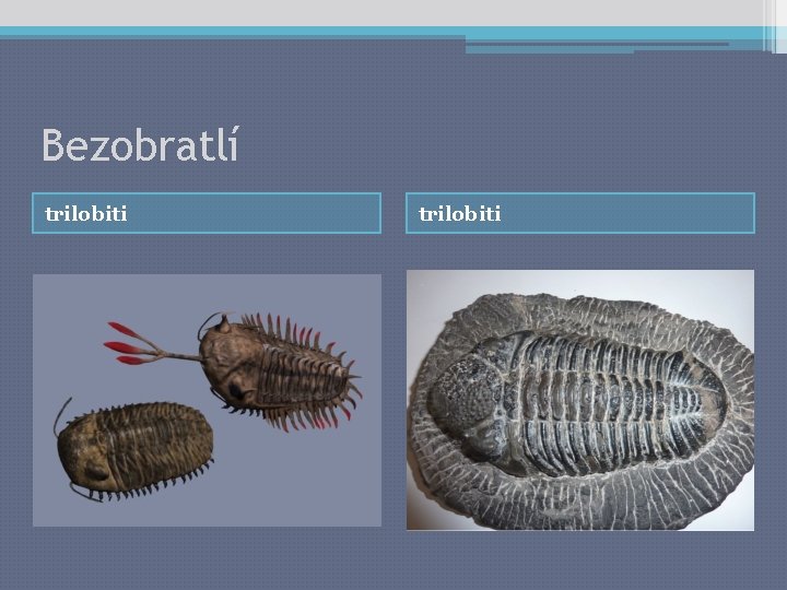 Bezobratlí trilobiti 