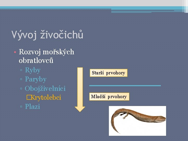 Vývoj živočichů • Rozvoj mořských obratlovců ▫ Ryby ▫ Paryby ▫ Obojživelníci �Krytolebci ▫