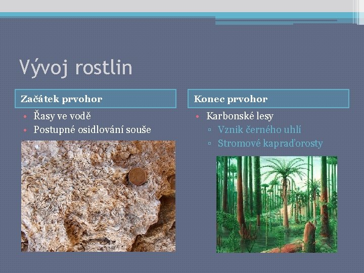 Vývoj rostlin Začátek prvohor Konec prvohor • Řasy ve vodě • Postupné osidlování souše