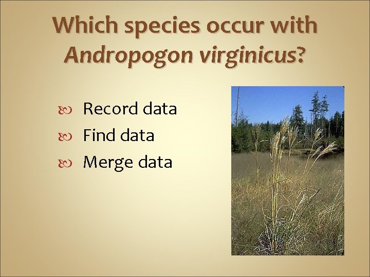 Which species occur with Andropogon virginicus? Record data Find data Merge data 