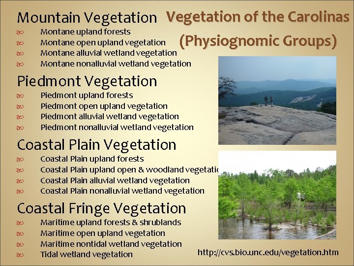 Mountain Vegetation of the Carolinas Montane upland forests Montane open upland vegetation (Physiognomic Groups)
