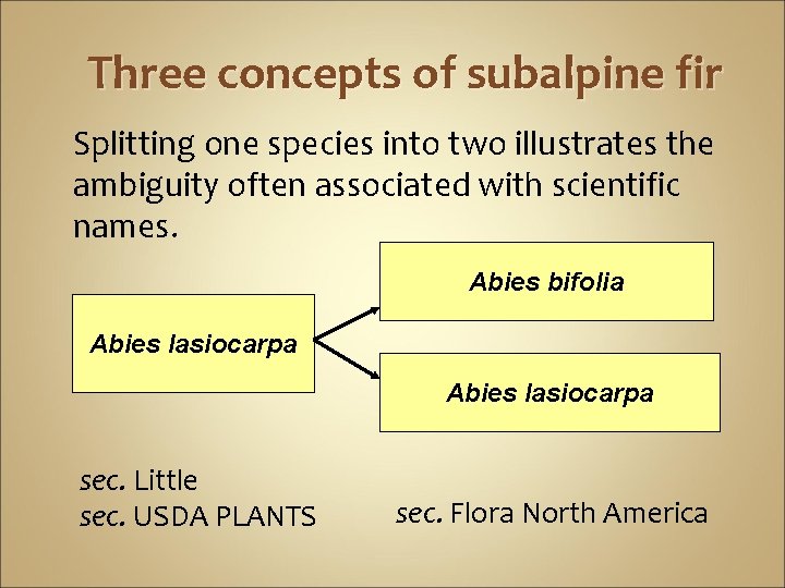 Three concepts of subalpine fir Splitting one species into two illustrates the ambiguity often