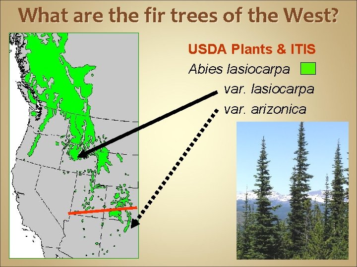 What are the fir trees of the West? USDA Plants & ITIS Abies lasiocarpa