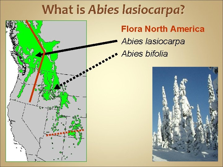 What is Abies lasiocarpa? Flora North America Abies lasiocarpa Abies bifolia 