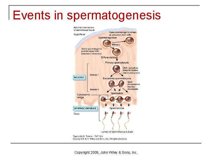 Events in spermatogenesis Copyright 2009, John Wiley & Sons, Inc. Events in spermatogenesis Copyright 2009, John Wiley & Sons, Inc.