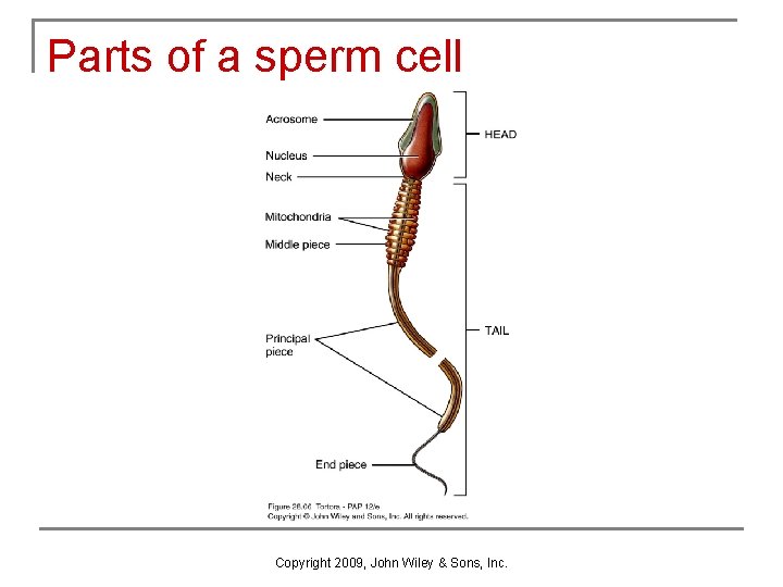 Parts of a sperm cell Copyright 2009, John Wiley & Sons, Inc. Parts of a sperm cell Copyright 2009, John Wiley & Sons, Inc.
