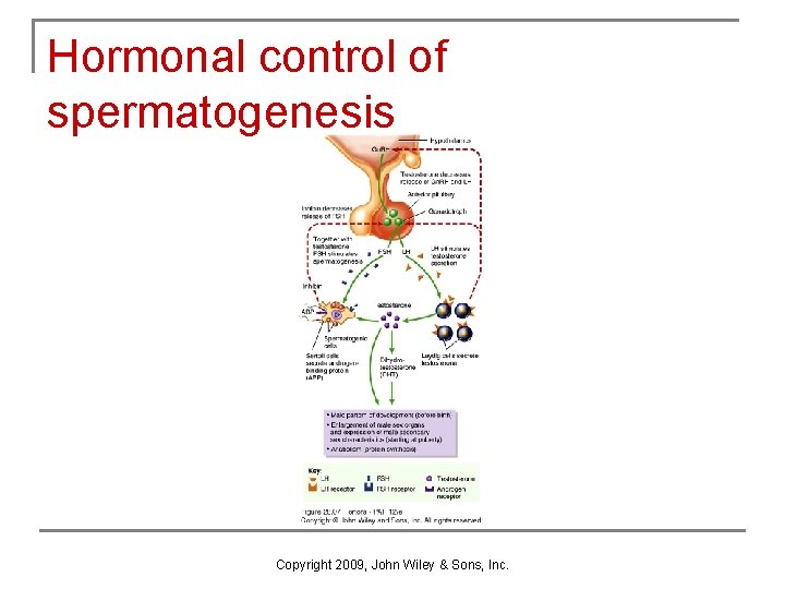 Hormonal control of spermatogenesis Copyright 2009, John Wiley & Sons, Inc. Hormonal control of spermatogenesis Copyright 2009, John Wiley & Sons, Inc.