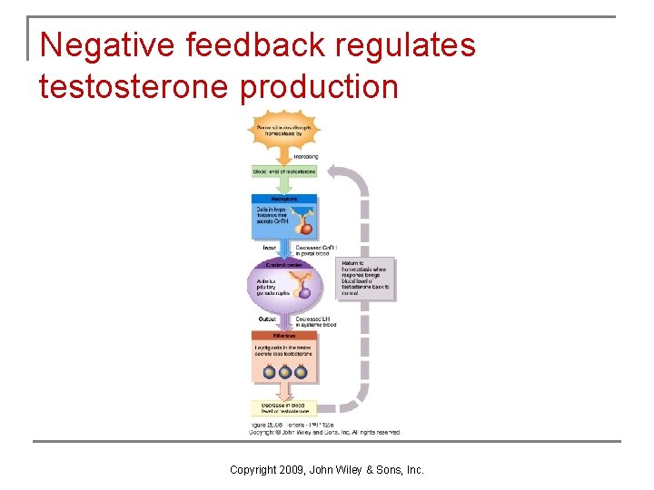 Negative feedback regulates testosterone production Copyright 2009, John Wiley & Sons, Inc. Negative feedback regulates testosterone production Copyright 2009, John Wiley & Sons, Inc.