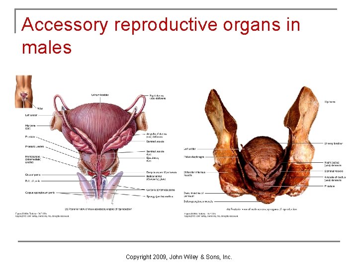 Accessory reproductive organs in males Copyright 2009, John Wiley & Sons, Inc. Accessory reproductive organs in males Copyright 2009, John Wiley & Sons, Inc.