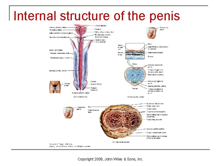 Internal structure of the penis Copyright 2009, John Wiley & Sons, Inc. Internal structure of the penis Copyright 2009, John Wiley & Sons, Inc.