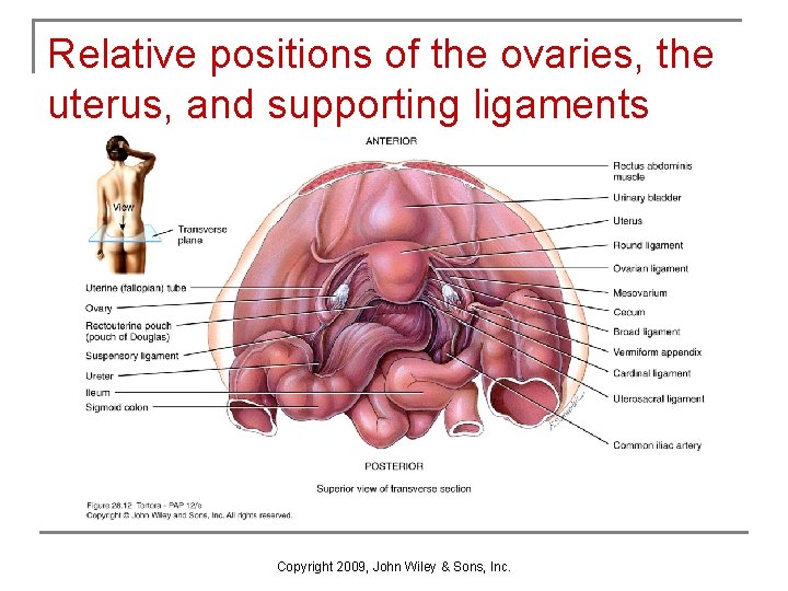 Relative positions of the ovaries, the uterus, and supporting ligaments Copyright 2009, John Wiley Relative positions of the ovaries, the uterus, and supporting ligaments Copyright 2009, John Wiley