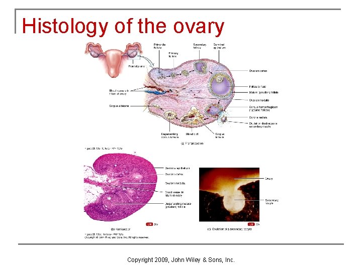 Histology of the ovary Copyright 2009, John Wiley & Sons, Inc. Histology of the ovary Copyright 2009, John Wiley & Sons, Inc.