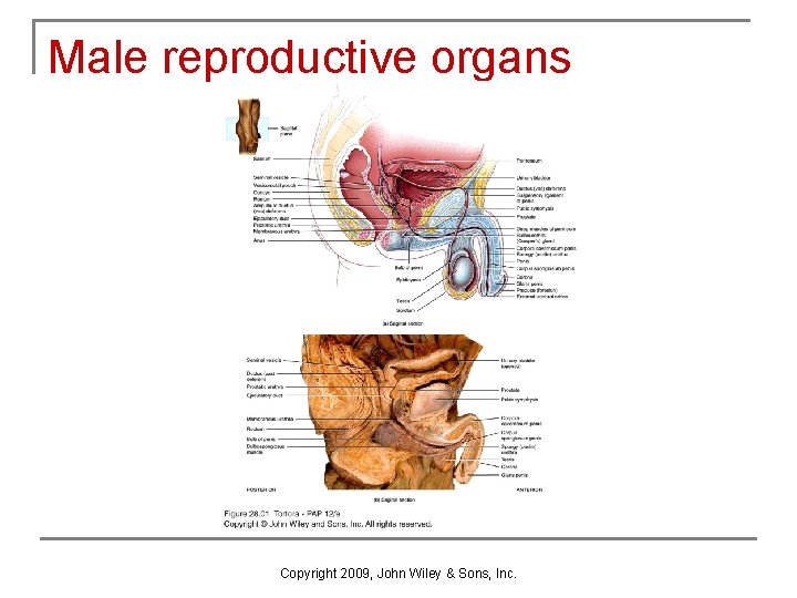 Male reproductive organs Copyright 2009, John Wiley & Sons, Inc. Male reproductive organs Copyright 2009, John Wiley & Sons, Inc.