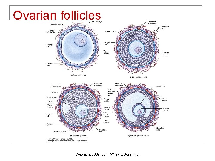 Ovarian follicles Copyright 2009, John Wiley & Sons, Inc. Ovarian follicles Copyright 2009, John Wiley & Sons, Inc.