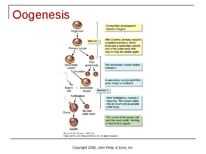 Oogenesis Copyright 2009, John Wiley & Sons, Inc. Oogenesis Copyright 2009, John Wiley & Sons, Inc.