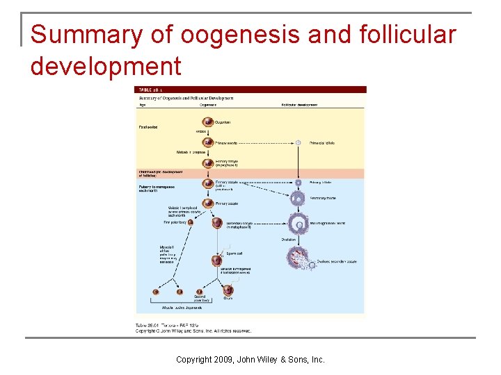 Summary of oogenesis and follicular development Copyright 2009, John Wiley & Sons, Inc. Summary of oogenesis and follicular development Copyright 2009, John Wiley & Sons, Inc.