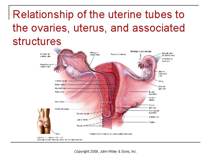 Relationship of the uterine tubes to the ovaries, uterus, and associated structures Copyright 2009, Relationship of the uterine tubes to the ovaries, uterus, and associated structures Copyright 2009,