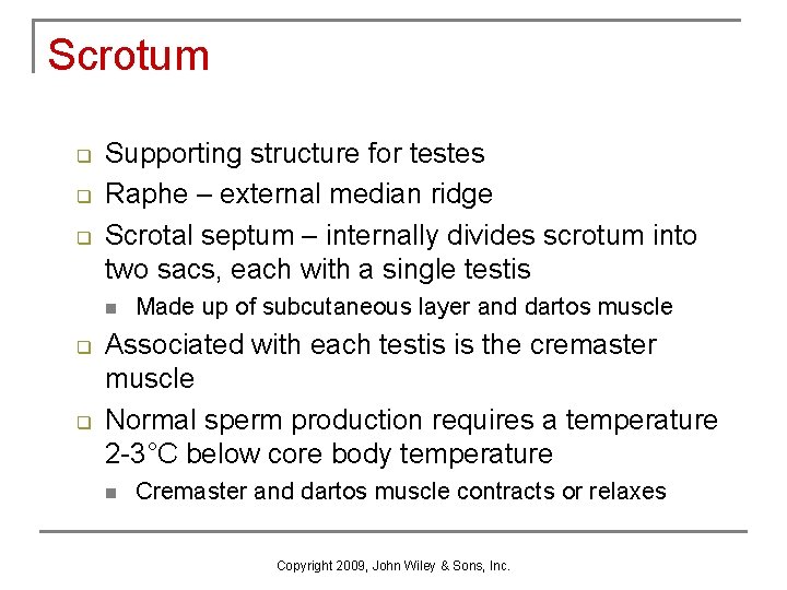 Scrotum q q q Supporting structure for testes Raphe – external median ridge Scrotal Scrotum q q q Supporting structure for testes Raphe – external median ridge Scrotal