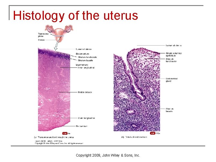 Histology of the uterus Copyright 2009, John Wiley & Sons, Inc. Histology of the uterus Copyright 2009, John Wiley & Sons, Inc.