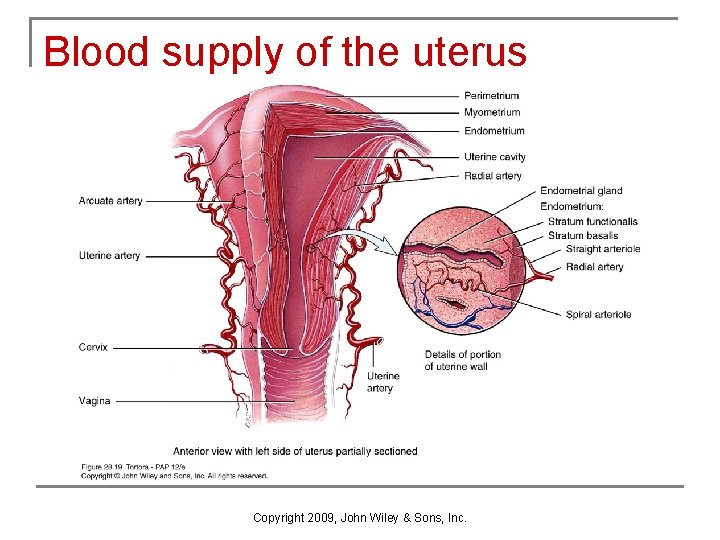 Blood supply of the uterus Copyright 2009, John Wiley & Sons, Inc. Blood supply of the uterus Copyright 2009, John Wiley & Sons, Inc.