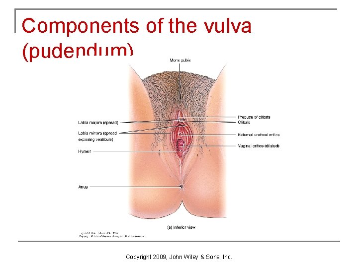 Components of the vulva (pudendum) Copyright 2009, John Wiley & Sons, Inc. Components of the vulva (pudendum) Copyright 2009, John Wiley & Sons, Inc.