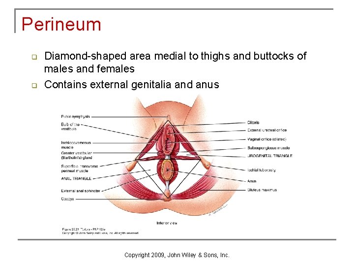 Perineum q q Diamond-shaped area medial to thighs and buttocks of males and females Perineum q q Diamond-shaped area medial to thighs and buttocks of males and females
