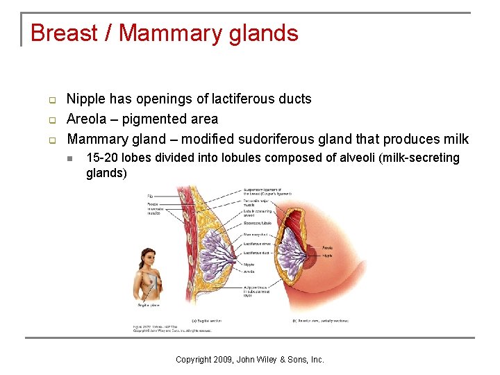 Breast / Mammary glands q q q Nipple has openings of lactiferous ducts Areola Breast / Mammary glands q q q Nipple has openings of lactiferous ducts Areola
