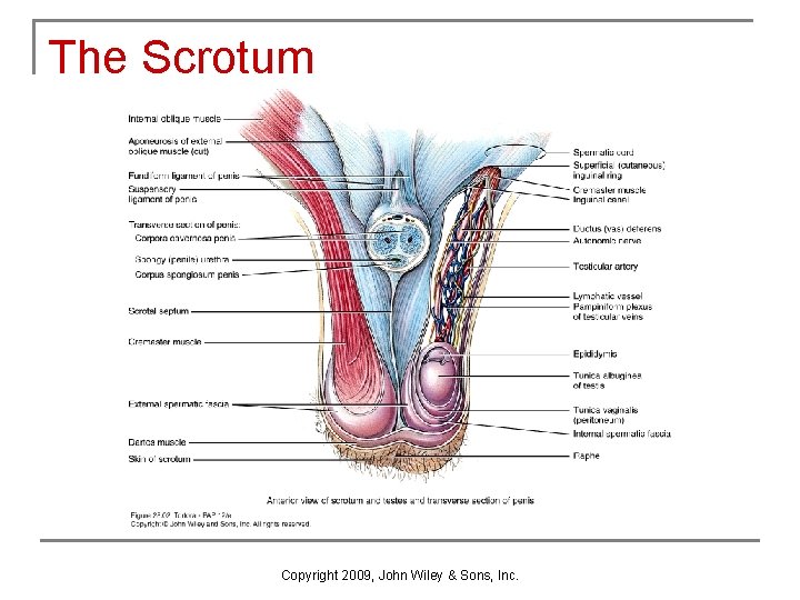 The Scrotum Copyright 2009, John Wiley & Sons, Inc. The Scrotum Copyright 2009, John Wiley & Sons, Inc.