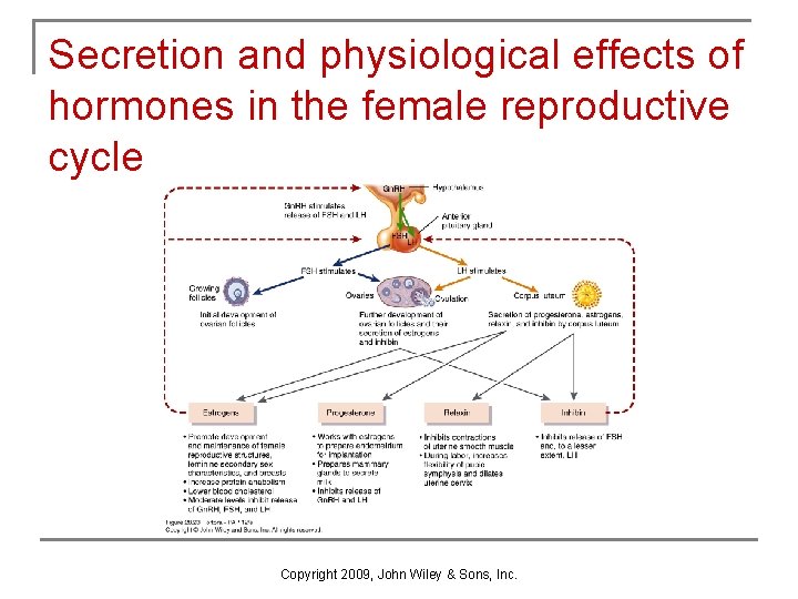 Secretion and physiological effects of hormones in the female reproductive cycle Copyright 2009, John Secretion and physiological effects of hormones in the female reproductive cycle Copyright 2009, John