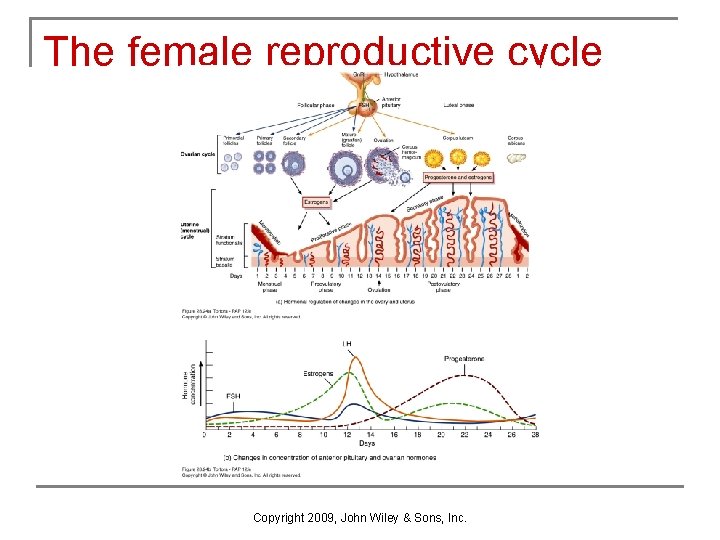 The female reproductive cycle Copyright 2009, John Wiley & Sons, Inc. The female reproductive cycle Copyright 2009, John Wiley & Sons, Inc.