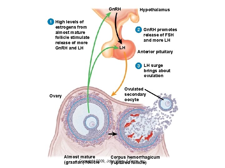 Gn. RH 1 High levels of estrogens from almost mature follicle stimulate release of Gn. RH 1 High levels of estrogens from almost mature follicle stimulate release of