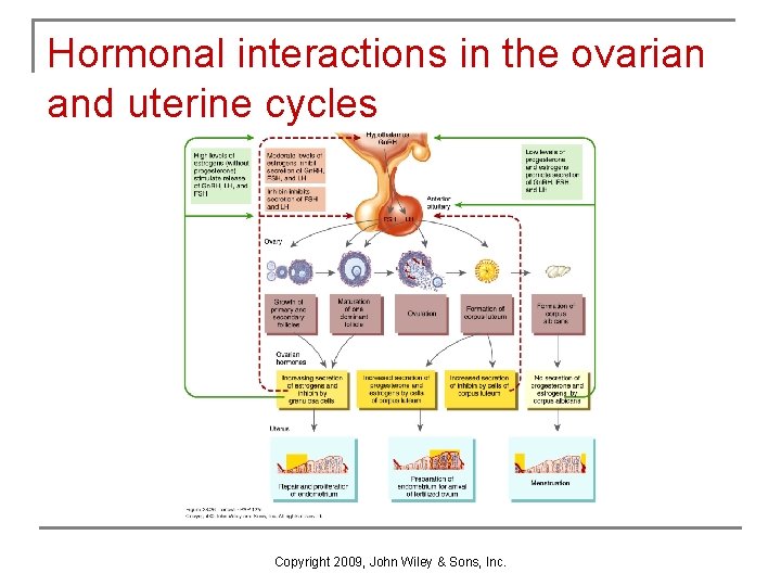 Hormonal interactions in the ovarian and uterine cycles Copyright 2009, John Wiley & Sons, Hormonal interactions in the ovarian and uterine cycles Copyright 2009, John Wiley & Sons,