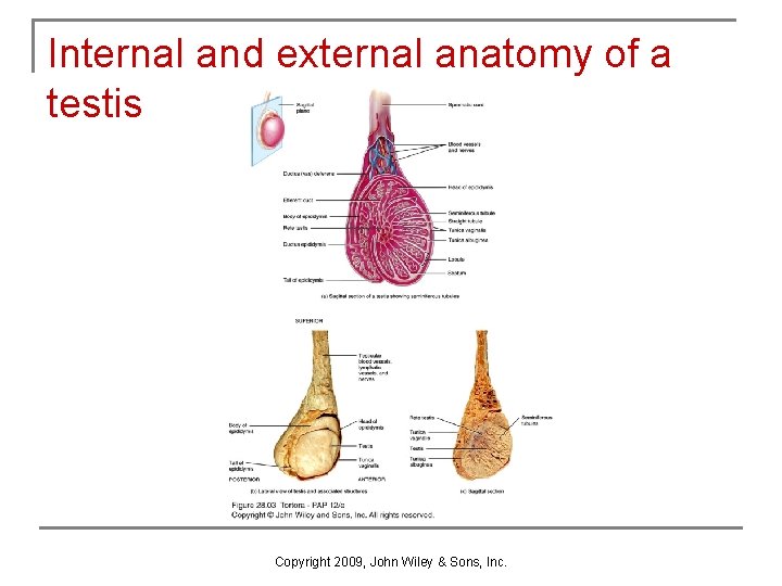 Internal and external anatomy of a testis Copyright 2009, John Wiley & Sons, Inc. Internal and external anatomy of a testis Copyright 2009, John Wiley & Sons, Inc.