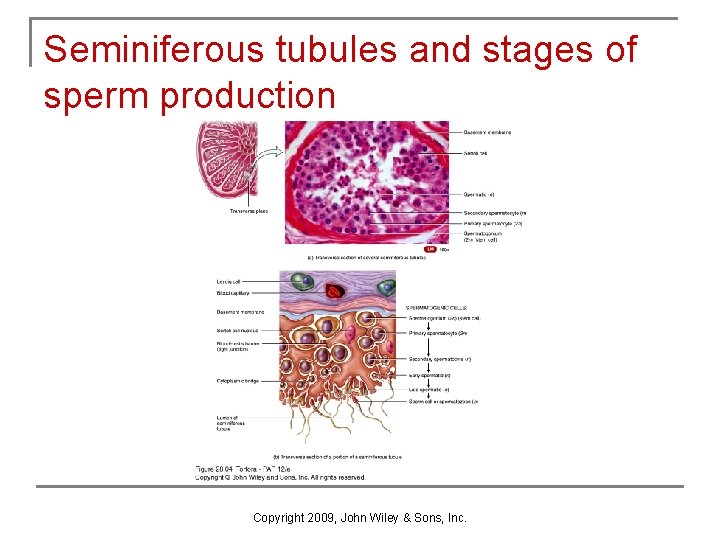 Seminiferous tubules and stages of sperm production Copyright 2009, John Wiley & Sons, Inc. Seminiferous tubules and stages of sperm production Copyright 2009, John Wiley & Sons, Inc.
