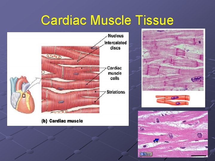 Cardiac Muscle Tissue 