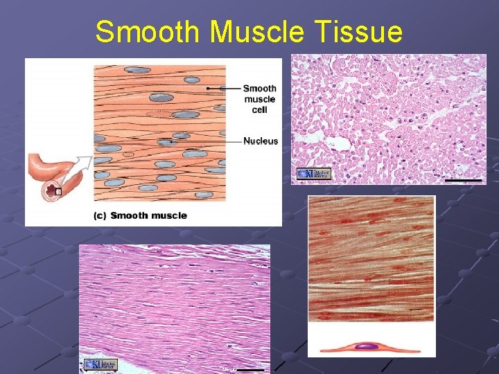 Smooth Muscle Tissue 