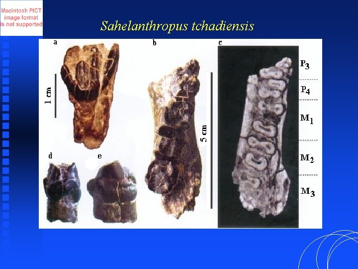 Sahelanthropus tchadiensis 