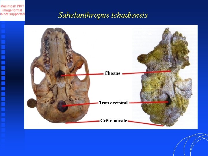 Sahelanthropus tchadiensis 